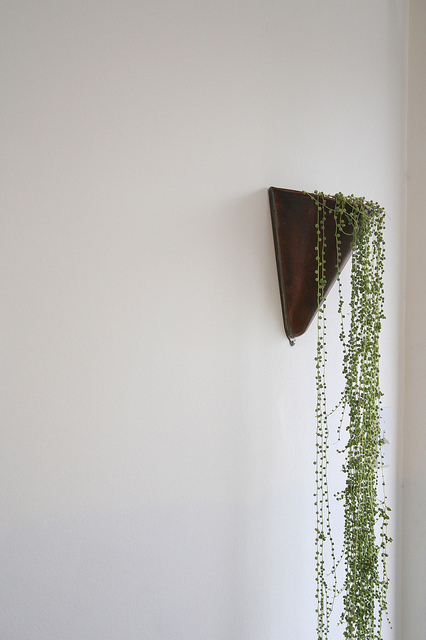 string of pearls WALL PLANTER