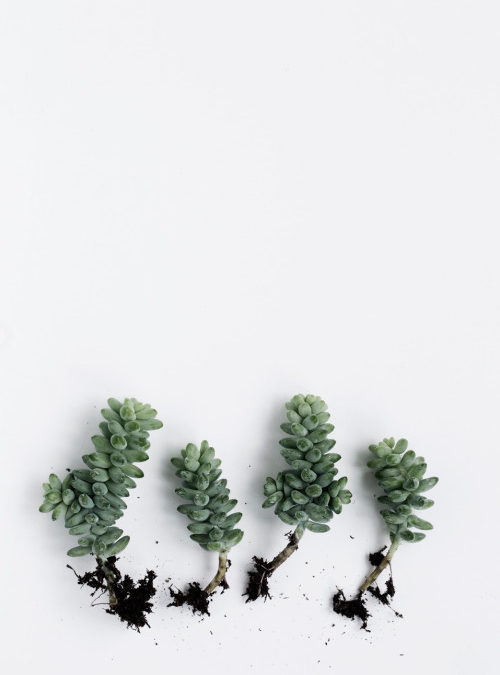 A R T C H I C U L T U R E | Succulents From Cereal Volume 6  Photo by Line…