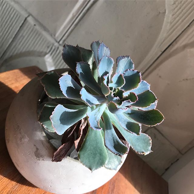 bright, beautiful, sunshine, succulent filled #friyay | lovely gift compliments of #fave  @eventcooperative + location provided by @theharbingercafe | #toocute #weloveourjob