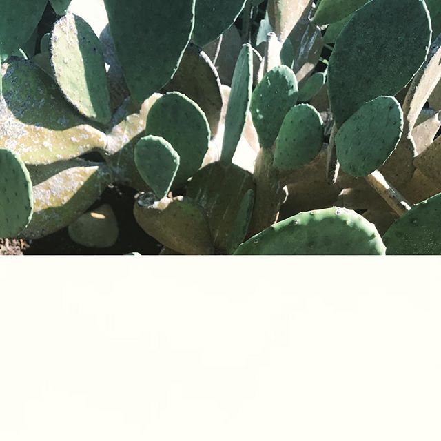 #austin we  your landscape | #inspirationiseverywhere #cactuslover